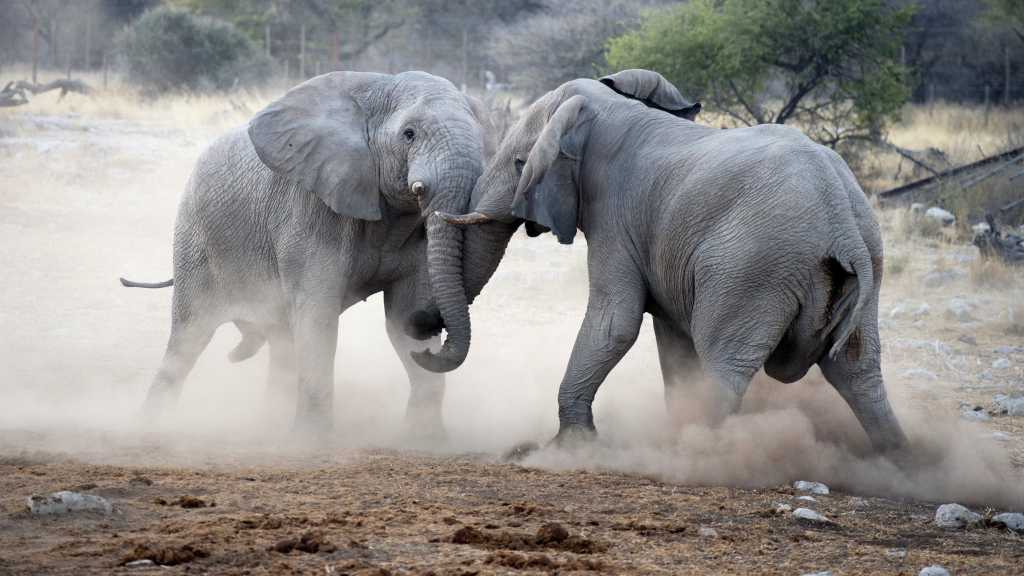 Elephant Fight 16z9 Shutterstock Editorial GERMANY ONLY